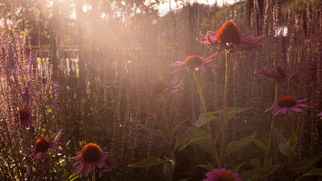 Röda blommor i motljus på en kyrkogård.